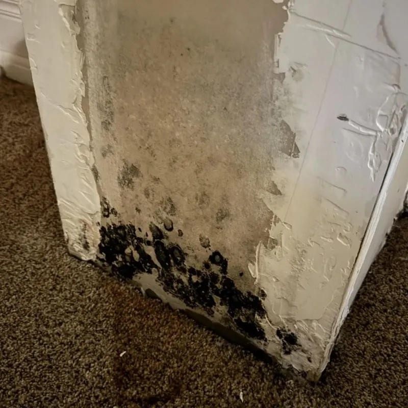 Professional Mold Removal in Aroostook County, ME